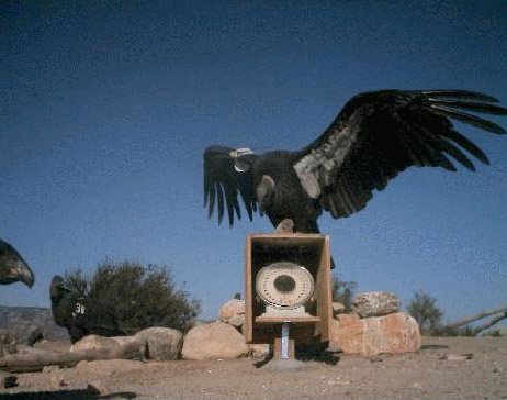 california condor flying. free-flying condors with a